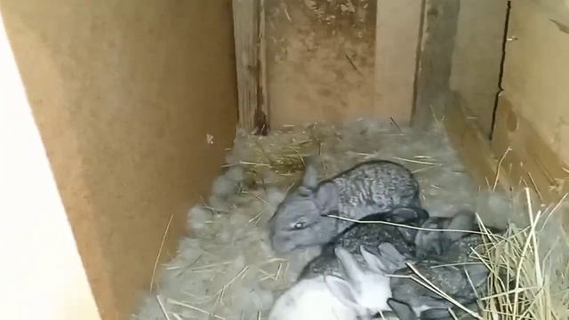 Кролики подростают 🐰 смотреть онлайн