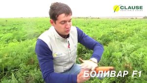 Обзор новинки моркови БОЛИВАР F1, CLAUSE