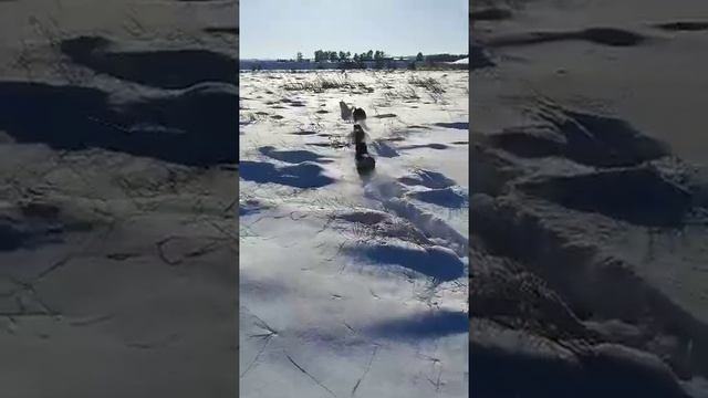 собаки из приюта вышли погулять город Тулун. смотреть онлайн