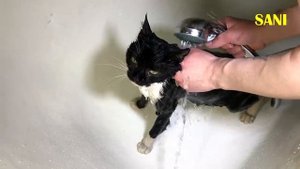 Спасение кота от клещей. Котик ищет дом