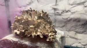 Шесть съедобных грибов которые Вы можете вырастить дома.