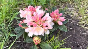 Rhododendron golden torch