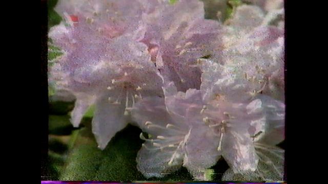 2001 г. бт: Сад мечты: реверсия Смородины,высадка перцев и томатов,Рододендроны,Живые изгороди смотреть онлайн