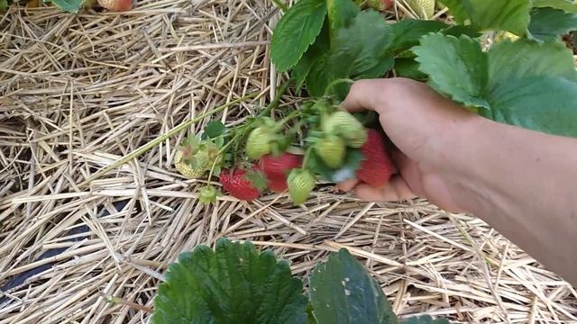 СОРТ(НСД) ФУРОР??? смотреть онлайн