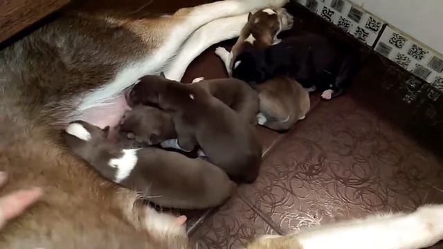 Хаски щенки смотреть онлайн