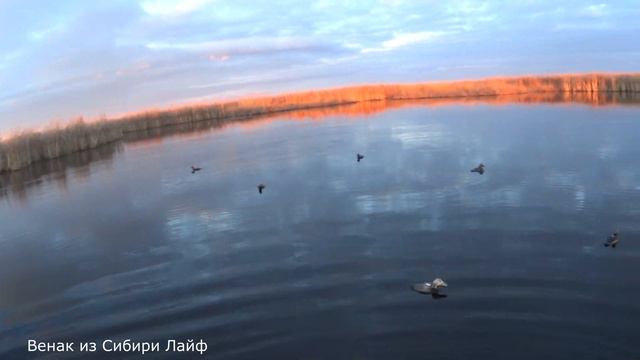 Охота на уток в ноябре! смотреть онлайн