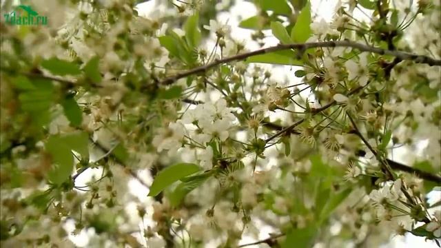 ? Что требуется вишне и черешне для хорошего плодоношения - 7 дач смотреть онлайн
