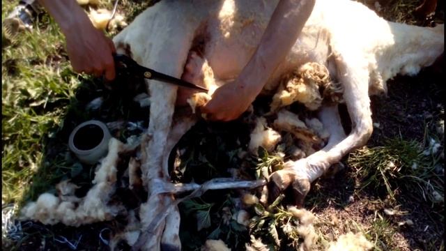 Стрижка овец машинкой/Первая стрижка овцы/ обзор супер посылки/ смотреть онлайн