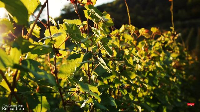 Scenic Relaxation Film With Calming Music  to Relieve Depression Stress  Anxiety  Calming Music