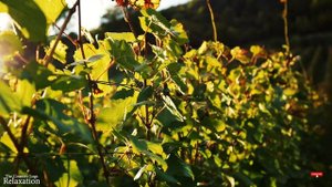 Scenic Relaxation Film With Calming Music  to Relieve Depression, Stress & Anxiety | Calming Music