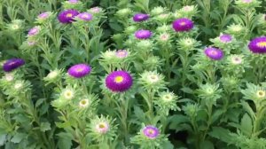 Matsumoto Asters | Field In Focus Series #4