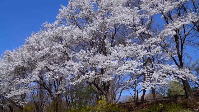 Все ваши тревоги исчезнут, если вы послушаете эту🌿 расслабляющую музыку. смотреть онлайн