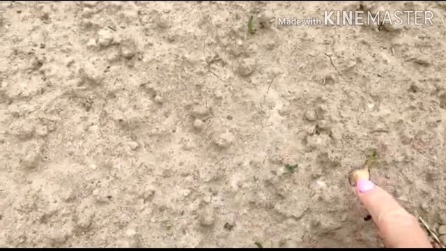 Обзор огорода 5 мая 2020. смотреть онлайн