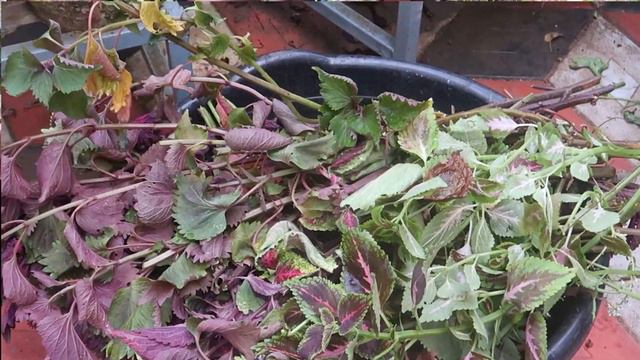Coleus potting ! Propagation ! Pruning ! Malayalam gardening