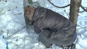 Как поймать ФАЗАНА живьем. Живоловка на ФАЗАНА.