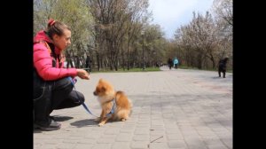 Как  отучаем реагировать на собак? Легкое упражнение для обучение не реагировать на собак