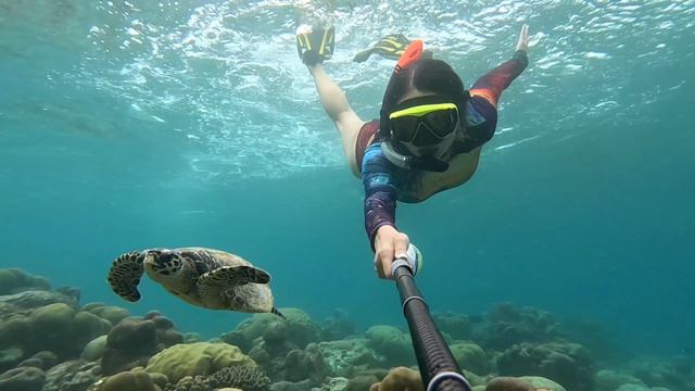 Черепахи Adaaran Select Meedhupparu, Мальдивы, домашний риф