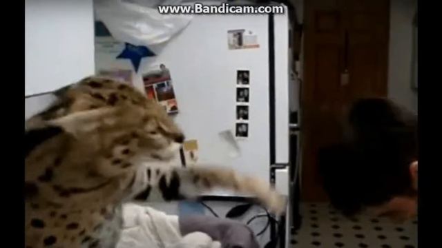 Животные издеваются над людьми. смотреть онлайн