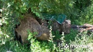 Последний день в Алтае остров медведя, Комышленский водопад,Гора Манжерок