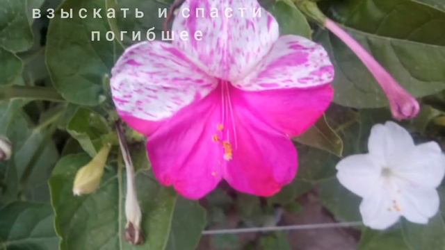#Евангелие от Матфея 18:11