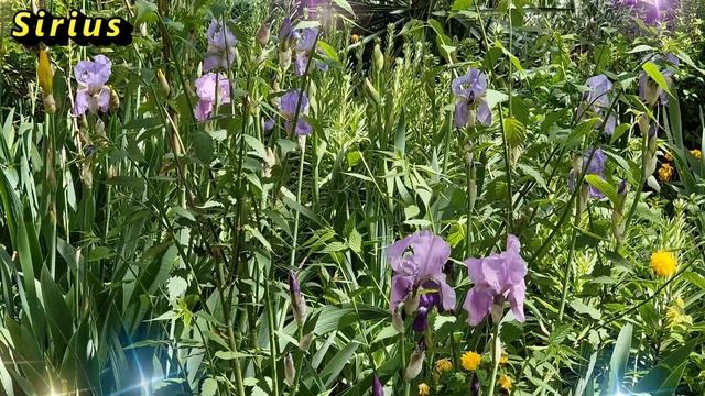 25 июня Петров день: что категорически нельзя делать смотреть онлайн