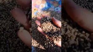 Заготовка муравьиного яйца. часть вторая