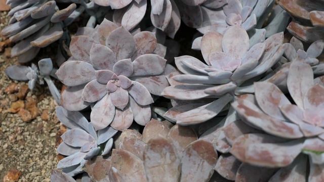 14 Beautiful Succulents with Different Color Flowers | Succulent Blooms#succulent смотреть онлайн
