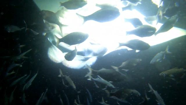 mantaRay Морские Гиганты! Скат Манта. Наша мама осмелилась поплавать с ними!