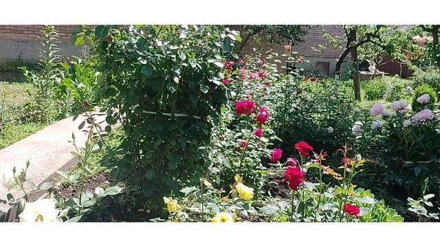 //Как пересадить цветущие Герани и когда содить// смотреть онлайн