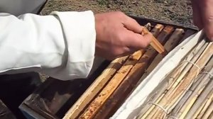 как часто нужно смотреть пчёл весной.