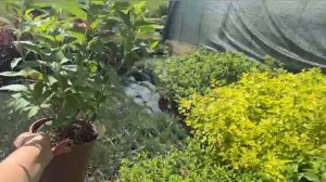 Гортензия метельчатая  - Сандей Фрайз, ЛаймЛайт и Полар Бир