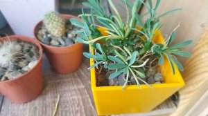 Зимовка кактусов. Как проходит зимовка кактусов. Уход за кактусом зимой