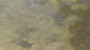 КАК ОТМЫТЬ РЕШЁТКУ ДЛЯ ГРИЛЯ ОТ ЖИРА. СУПЕР СПОСОБ