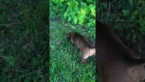 Такса ищет крота