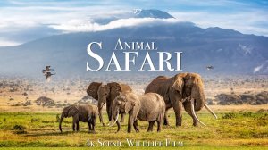 Дикая Природа Сафари В 4К Релакс Фильм С Африканской Музыкой
Animal Safari 4K Scenic Film With Music