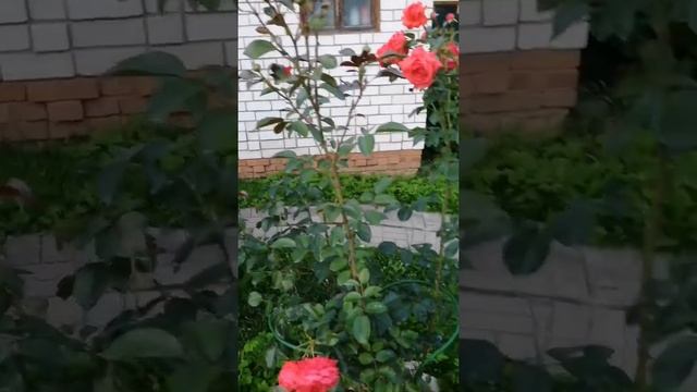 Роза Салита, второе цветение на новых побегах. смотреть онлайн