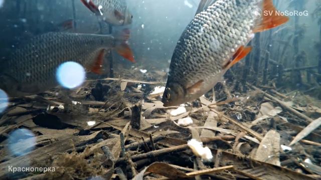 Красноперка