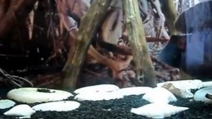 Улитки и астронотусы