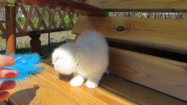 Шотландские котята.ПРОДАЖА! смотреть онлайн