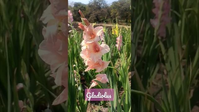 ग्लॅडीओलस | Beauty of Garden Peach Pink Gladiolus | Gladiolus #shorts #youtubeshorts