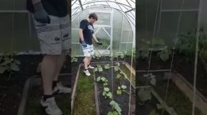 ПОДВЯЗКА ОГУРЦОВ И ПОМИДОР В ТЕПЛИЦЕ. CUCUMBERS GARMENT AND TOMATO IN A GREENHOUSE.