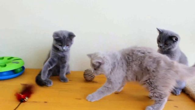 Британские котята / British cats 3,5 month