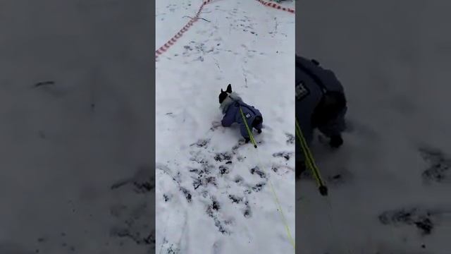 Наш домашний любимец Бостон Терьер - Буль Булич : снег , скоро зима и это не французский бульдог???