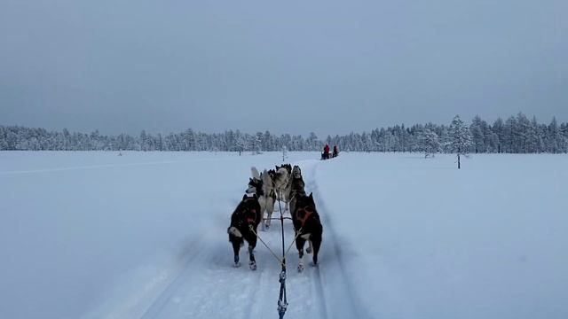 Тур на собачьих упряжках смотреть онлайн
