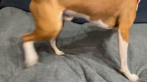 У БАСЕНДЖИ СМАРТА ЗАБОЛЕЛА ЛАПА, ПЫТАЕМСЯ ВЫЛЕЧИТЬ САМИ