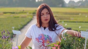 Лаванда Стронг Хидкот/Lavandula ang. Strong Hidcote '. Арт.5046