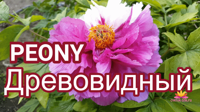 Древовидный пион Сестры Киао / Сад Ворошиловой