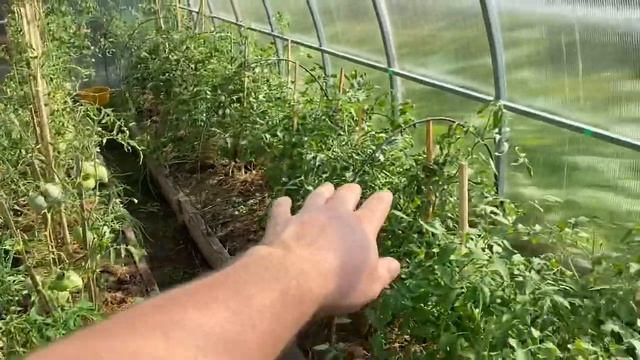 Жизнь на даче/На улице жара/Обрезаем помидоры смотреть онлайн