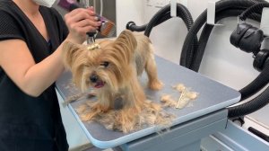 FULL GROOM ON THE CUTEST YORKIE