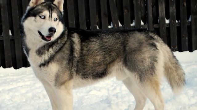 5 Самых опасных и злых собак в мире!